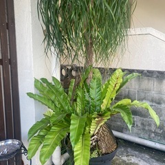 観葉植物の画像
