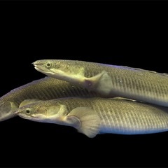 ポリプテルス・セネガルス　ナイジェリア産  20〜30cmの画像