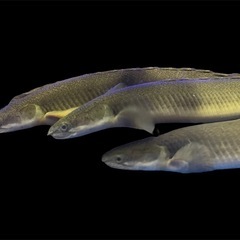 ポリプテルス・セネガルス　ナイジェリア産  20〜30cmの画像