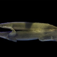 ポリプテルス・セネガルス　ナイジェリア産  20〜30cmの画像