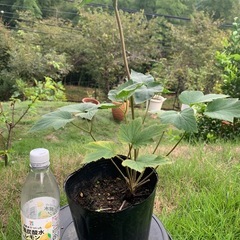 シュウメイギク　秋明菊　⭐️の画像