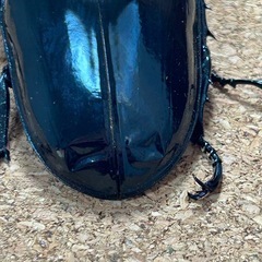 タランドゥスオオツヤクワガタ♂単品の画像