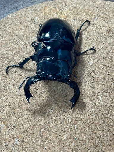 タランドゥスオオツヤクワガタ♂単品