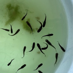 
オロチメダカ若魚4匹の画像