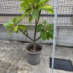 観葉植物　特大 プルメリアの画像