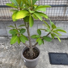 観葉植物　特大 プルメリアの画像