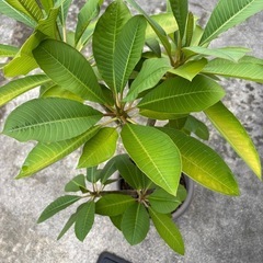観葉植物　特大 プルメリアの画像