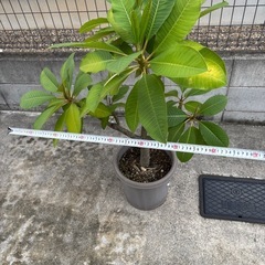 観葉植物　特大 プルメリアの画像