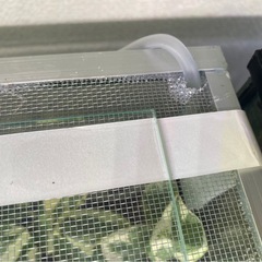 コケリウム 水深ありの画像