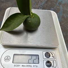 カボスの画像