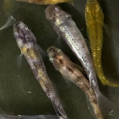 【優雅オス多め】黄白虎メダカ8匹の画像