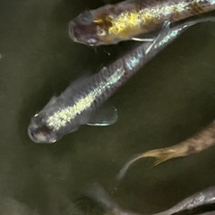 【優雅オス多め】黄白虎メダカ8匹の画像