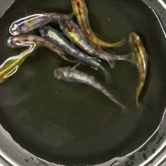 【優雅オス多め】黄白虎メダカ8匹の画像