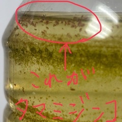 メダカの針子稚魚に‼️生き餌&培養一式セットの画像