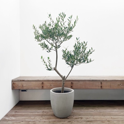 観葉植物 オリーブ ルッカ 8号 SOUJU