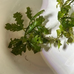 水草 ハイグロフィラトリフロラの画像