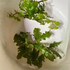 水草 ハイグロフィラトリフロラの画像