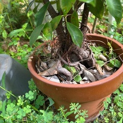 がじゅまる2鉢の画像