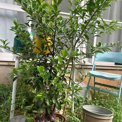 がじゅまる2鉢の画像