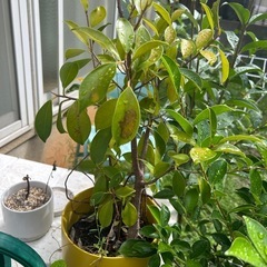 がじゅまる2鉢の画像