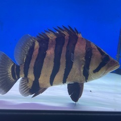 ダトニオ　プラスワン
の画像