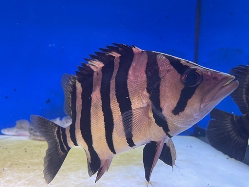 ダトニオ　プラスワン