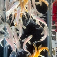 ヒレナガ錦鯉の画像