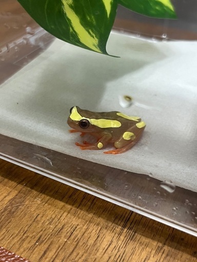 フチドリアマガエル