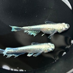 【マリアージュ】成魚1ペア（オス・メス）の画像