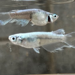 【マリアージュ】成魚1ペア（オス・メス）の画像