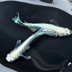【マリアージュ】成魚1ペア（オス・メス）の画像