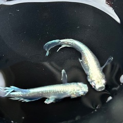 【マリアージュ】成魚1ペア（オス・メス）の画像