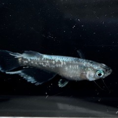 【改良メダカ】グラディオメダカ 5匹プラス数匹の画像
