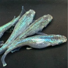 メダカ　5品種　針子、幼魚、若魚　10匹の画像