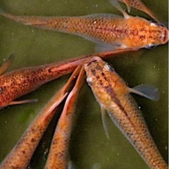 メダカ　5品種　針子、幼魚、若魚　10匹の画像
