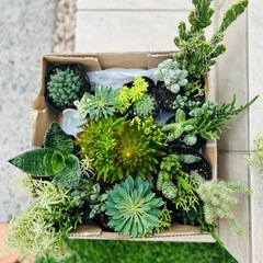 🪴🌵サボテン・多肉植物いろいろ①
の画像