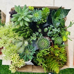 🪴🌵サボテン・多肉植物いろいろの画像