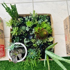 🪴🌵サボテン・多肉植物いろいろ③の画像