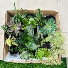🪴🌵サボテン・多肉植物いろいろ④
の画像