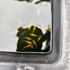 ベテルギウス4匹の画像