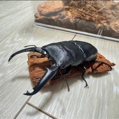 パラワンオオヒラタクワガタ幼虫の画像