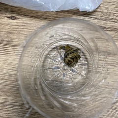 ヤドカリ3匹の画像