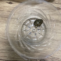 ヤドカリ3匹の画像