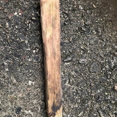 ④タモ　　大の画像