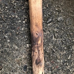 ④タモ　　大の画像