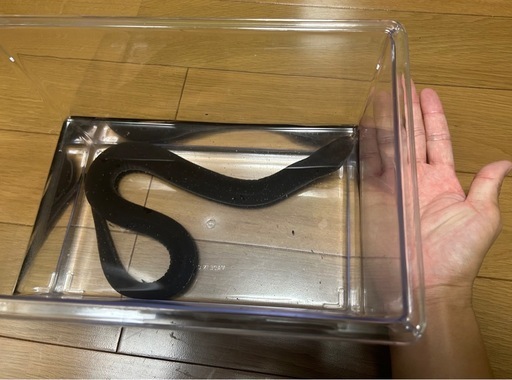 フタユビアンフューマ