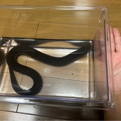フタユビアンフューマの画像
