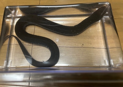 フタユビアンフューマ