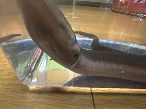 フタユビアンフューマ