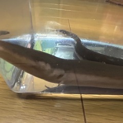 フタユビアンフューマの画像